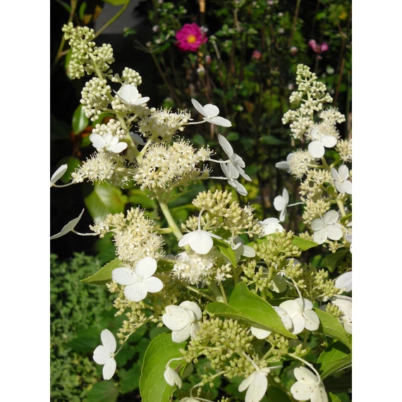 Hydrangea paniculata Tardiva (Bugás hortenzia)
