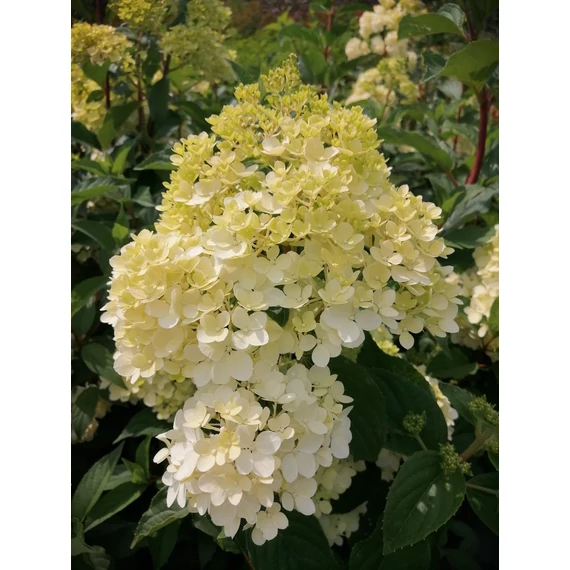 Hydrangea paniculata Vanilla Fraise (Bugás hortenzia)