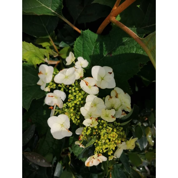 Hydrangea quercifolia Snow Giant (Tölgylevelű, duplavirágú hortenzia)