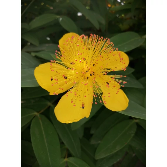 sárga virágú örökzöld orbáncfű alacsony cserje talajtakaró Hypericum calycinum gabiplantshop online dísznövény webáruház