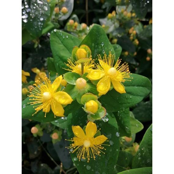 krémfehér bogyós sárga virágú orbáncfű alacsony talajtakaró cserje Hypericum inodorum Magical Beauty gabiplantshop online dísznövény webáruház