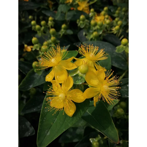 zöld bogyós sárga virágú orbáncfű alacsony talajtakaró cserje Hypericum inodorum Magical Green Revival gabiplantshop online dísznövény webáruház