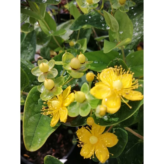 sárga bogyós sárga virágú orbáncfű alacsony talajtakaró cserje Hypericum inodorum Magical Sunshine gabiplantshop online dísznövény webáruház