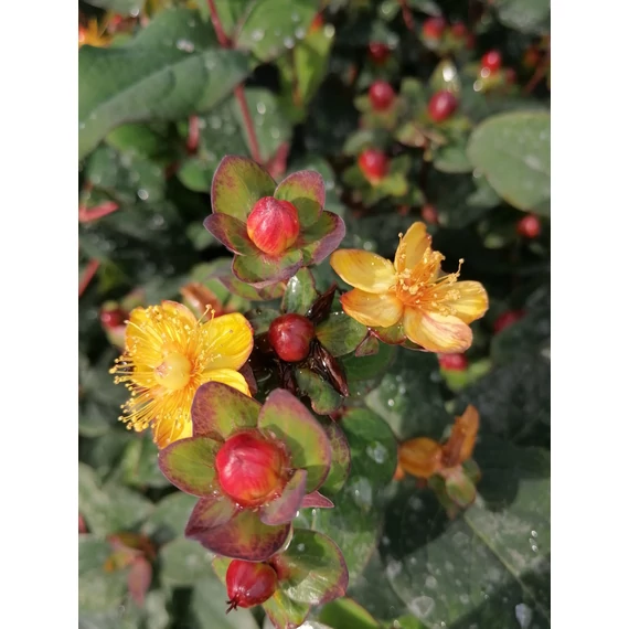piros bogyós sárga virágú orbáncfű alacsony talajtakaró cserje Hypericum inodorum Magical Universe gabiplantshop online dísznövény webáruház