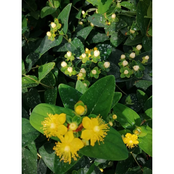 fehér bogyós sárga virágú orbáncfű alacsony talajtakaró cserje Hypericum inodorum Magical White gabiplantshop online dísznövény webáruház