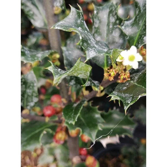 Ilex x meserveae Blue Angel (Magyal)