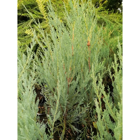 kék oszlopos szárazságtűrő boróka Juniperus scopulorum Moonglow gabiplantshop  webáruház