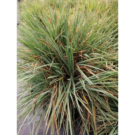 örökzöld alacsony kéklevelű díszfű Koeleria glauca deres fényperje gabiplantshop webáruház