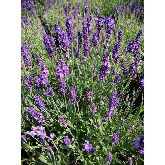Lavandula angustifolia Havanna (Közönséges levendula)