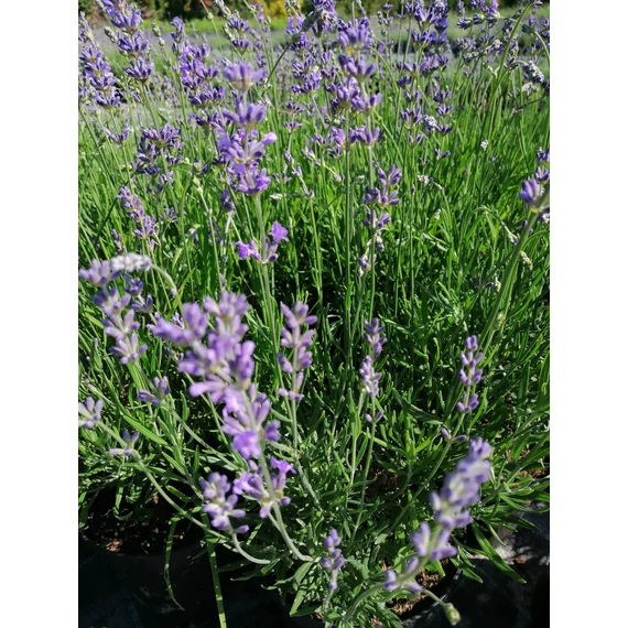 Lavandula angustifolia Dwarf Blue (Közönséges levendula)