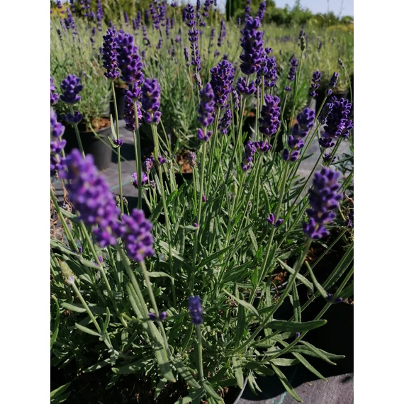 Lavandula angustifolia Hidcote (Közönséges levendula)