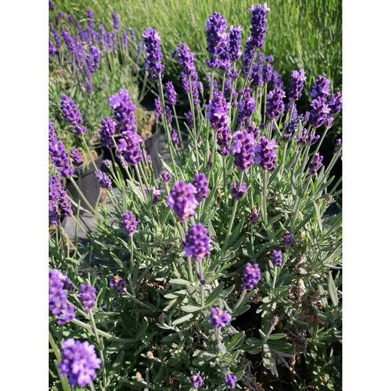 Lavandula angustifolia Jane (Közönséges levendula)