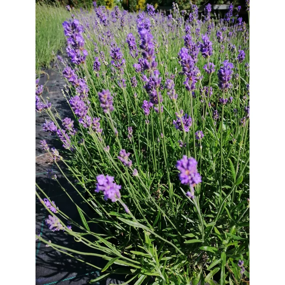 Lavandula angustifolia Munstead (Közönséges levendula)