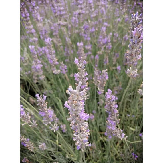 Lavandula x intermedia Dutch (Magas levendula)