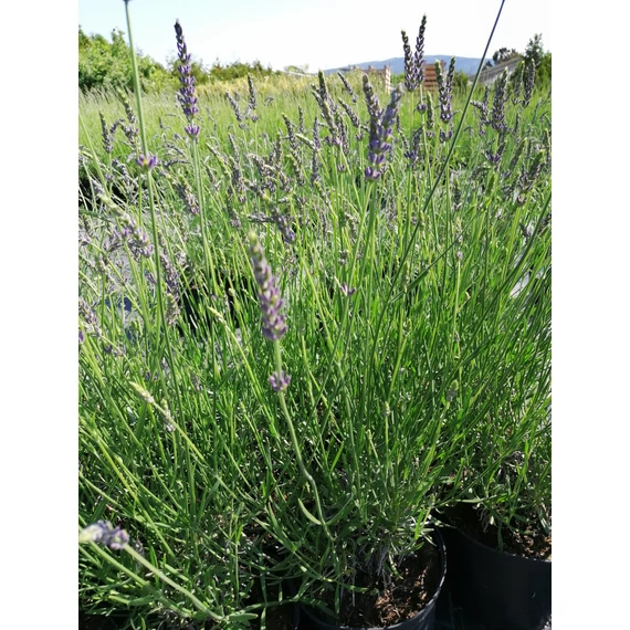 Lavandula x intermedia Grosso (Angol levendula)