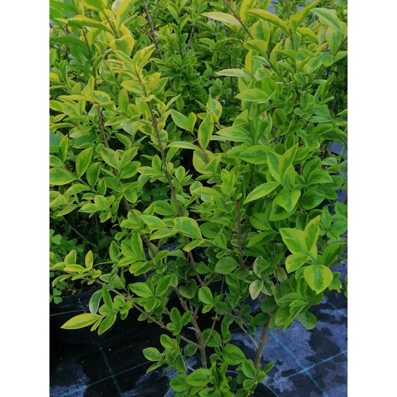 Ligustrum ovalifolium Aureum (Sárgatarka levelű fagyal)