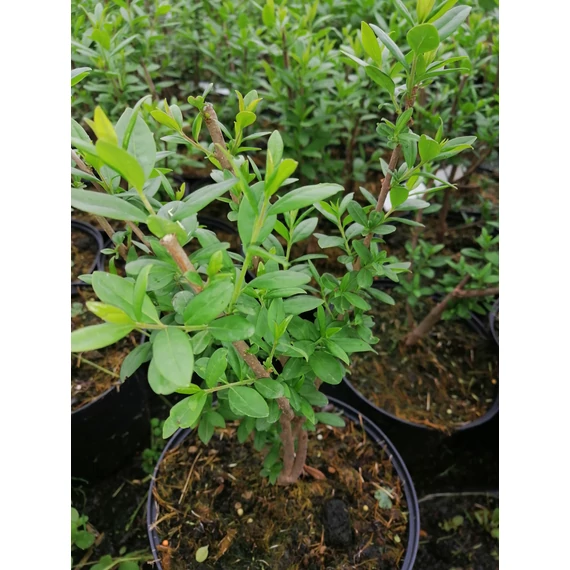 Ligustrum vulgare Atrovirens (Lombhullató fagyal)
