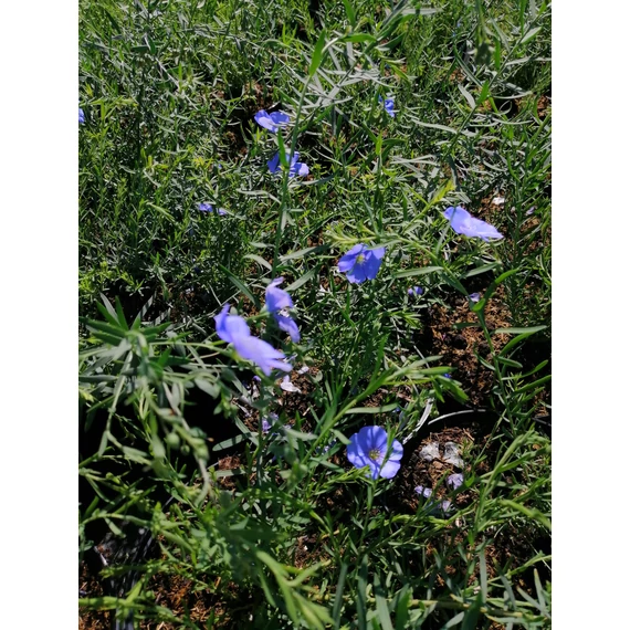 Linum perenne Firmament (Díszlen)
