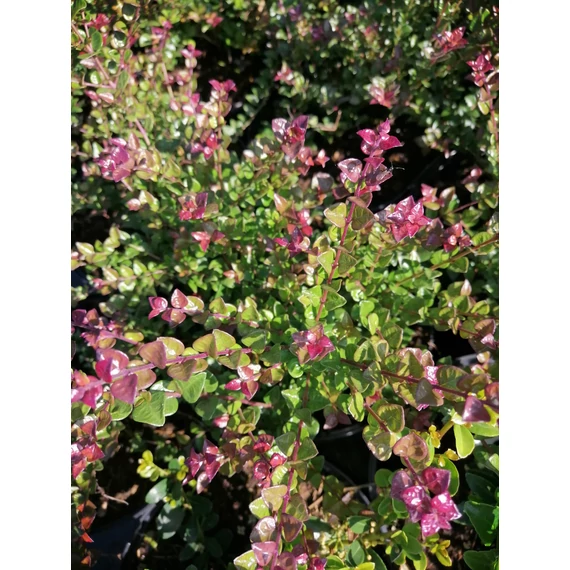 Lonicera nitida Red Tips (Vörös hajtásvégű lonc)