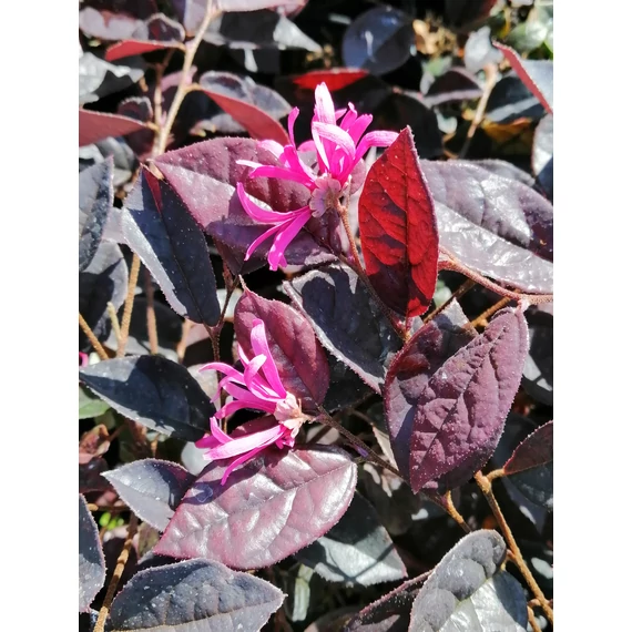 Loropetalum chinense Fire Dance (Kínai rojtosvirág)