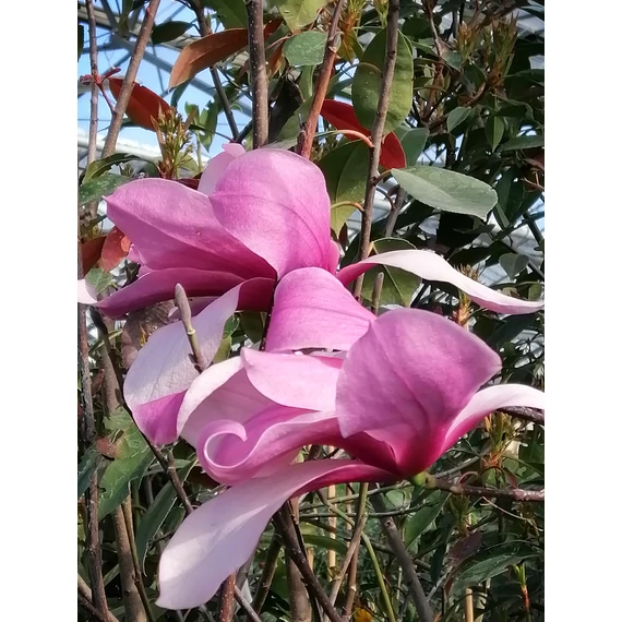 kora tavaszi rózsaszín virágú Magnolia Galaxy