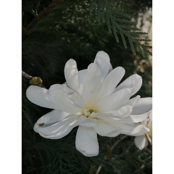 Magnolia x loebneri Merril (Fehér virágú liliomfa)