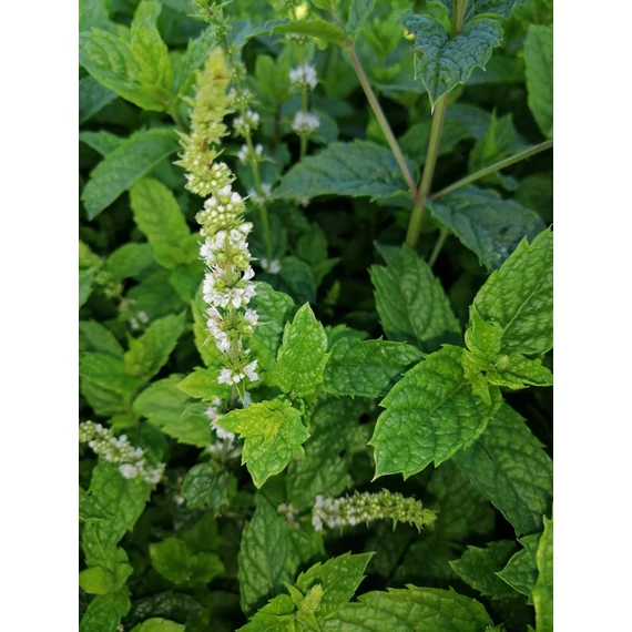 citromfű gyógynövény nyugtató teafű évelő Melissa officinalis gabiplantshop webáruház