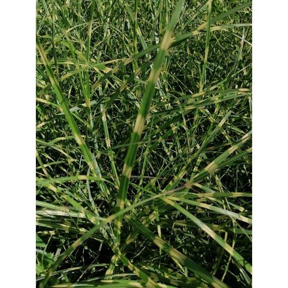 Miscanthus sinensis Little Zebra (Törpe zebrafű)