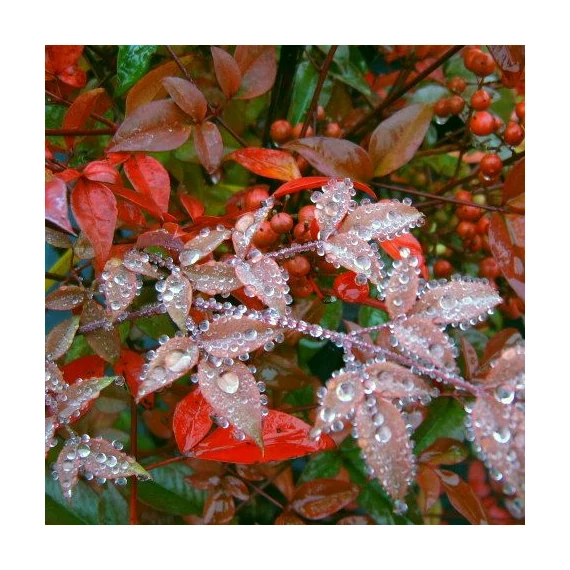 Nandina domestica Gulf Stream (Japán szentfa)