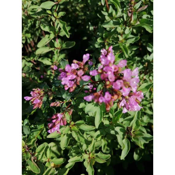fűszernövény alacsony sziklakerti évelő szurokfű Origanum laevigatum Herrenhausen gabiplantshop webáruház