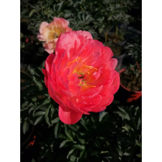 Paeonia lactiflora Coral Sunset (Lazacrózsaszín késői bazsarózsa)