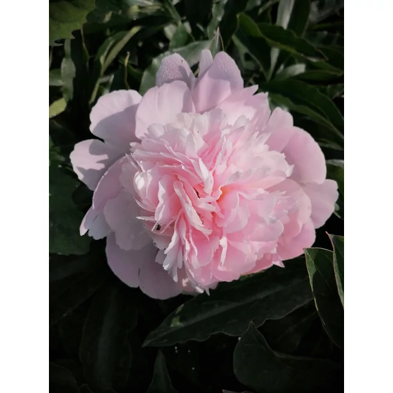 Paeonia lactiflora Pecher (Halványrózsaszín késői bazsarózsa)