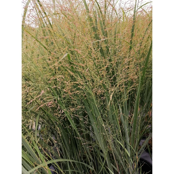 magas kék díszfű vesszős köles Panicum virgatum Northwind gabiplantshop  online dísznövény webáruház