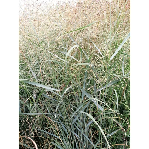 magas kék díszfű vesszős köles Panicum virgatum Prairie Sky gabiplantshop  online dísznövény webáruház