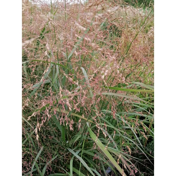 magas kékeszöld díszfű vesszős köles Panicum virgatum Squaw gabiplantshop  online dísznövény webáruház