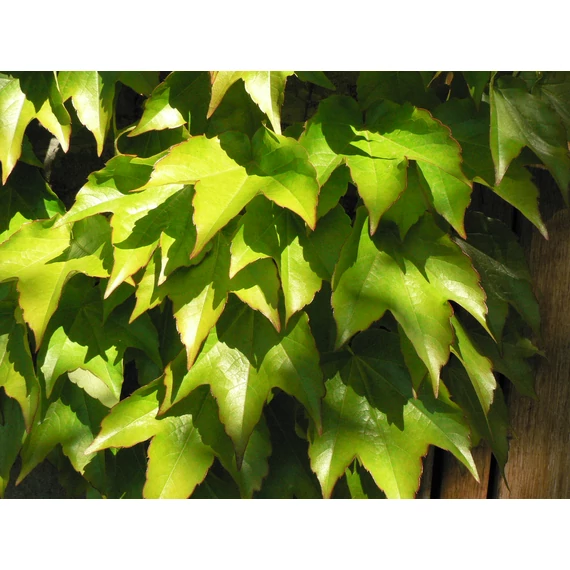 Parthenocissus tricuspidata (Tapadókorongos vadszőlő)