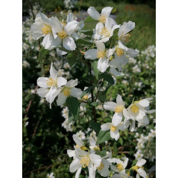 Philadelphus Erectus (Szimplavirágú jezsámen)