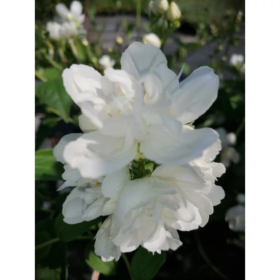 Philadelphus Justynka (Teltvirágú jezsámen)
