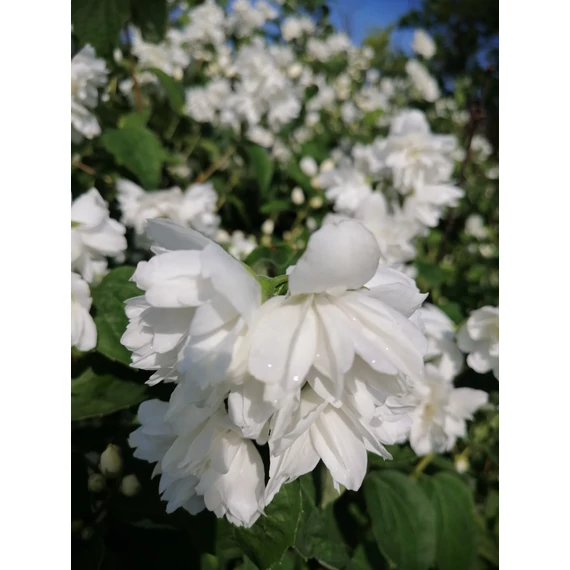 Philadelphus Schneesturm (Teltvirágú jezsámen)