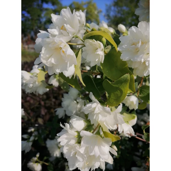 Philadelphus Snowbelle (Teltvirágú jezsámen)