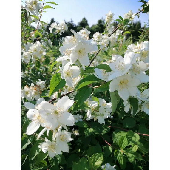 Philadelphus coronarius (Közönséges jezsámen)