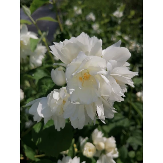 Philadelphus x virginalis Girandole (Teltvirágú jezsámen)