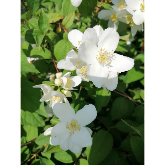 Philadelphus lewisii Waterton (Szimplavirágú jezsámen)