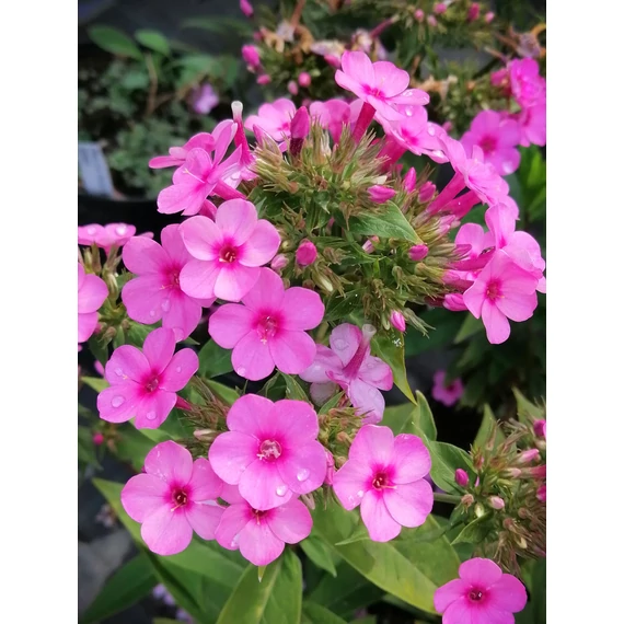 Phlox amplifolia Winnetou (Bugás lángvirág)