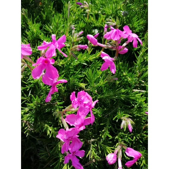 Phlox subulata MacDaniel's Cushion (Árlevelű lángvirág)