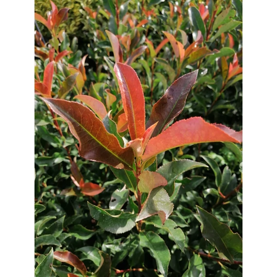 Photinia x fraseri Camilvy (Korallberkenye)