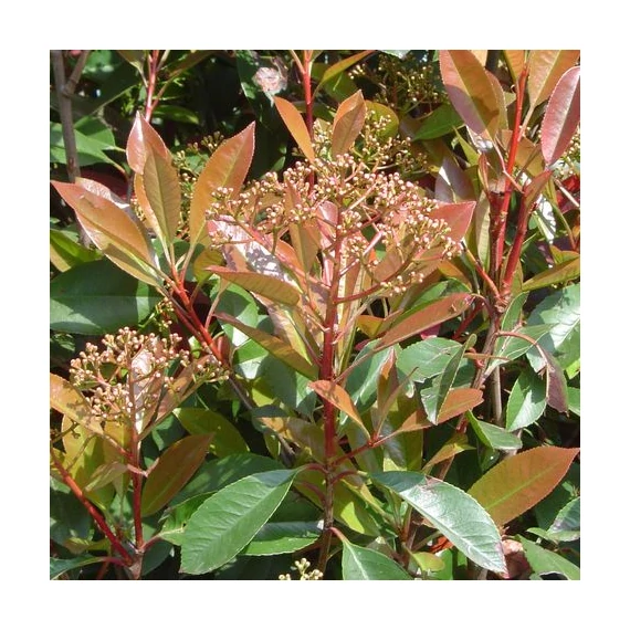 Photinia x fraseri Red Robin (Korallberkenye)