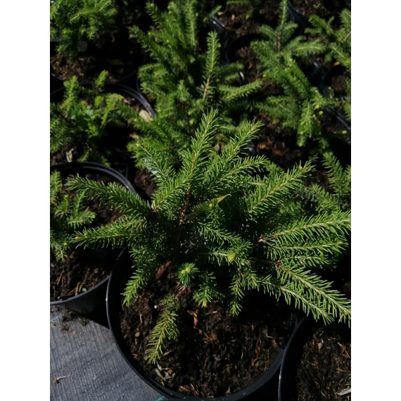 Picea abies Nidiformis (Törpe fészeklucfenyő)