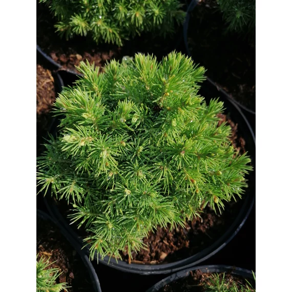 Picea glauca Alberta Globe (Gömb cukorsüvegfenyő)