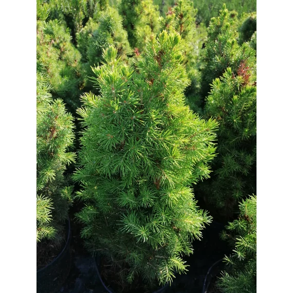Picea glauca Conica (Cukorsüvegfenyő)